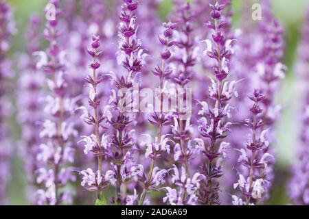 Steppe sauge (Salvia nemorosa) dans le jardin Banque D'Images