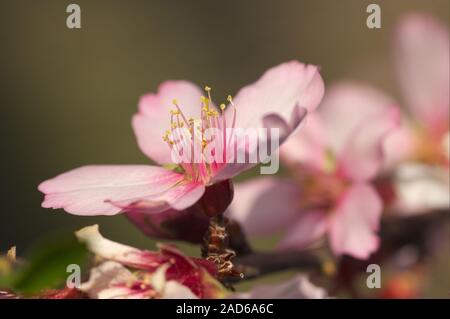 Image d'un gros plan d'une fleur d'amande dans laquelle d'autres fleurs de l'arbre branche sont vus dans l'arrière-plan pendant la floraison à la fin de l'hiver Banque D'Images