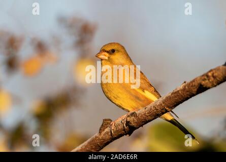 Finch, vert, Chloris Chloris, perché sur une petite branche dans la campagne britannique au début de l'hiver 2019 Banque D'Images