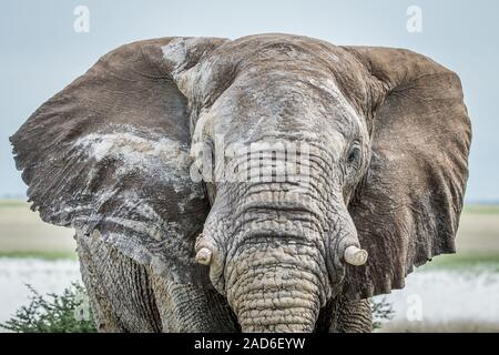 Close up d'un grand taureau éléphant. Banque D'Images