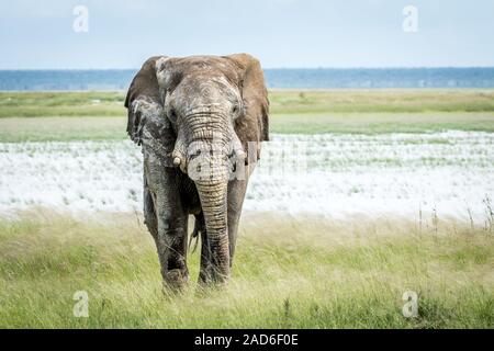 Éléphant bull à marcher en direction de l'appareil photo. Banque D'Images