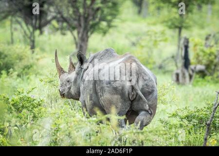 Les rhinocéros noirs de derrière dans l'herbe haute. Banque D'Images