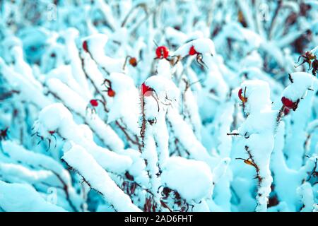 Les baies de cynorhodon rouge sec recouvert de neige blanche. Banque D'Images