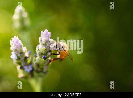 Rosemary et bee close-up. Bee à nectar en fleur. Banque D'Images