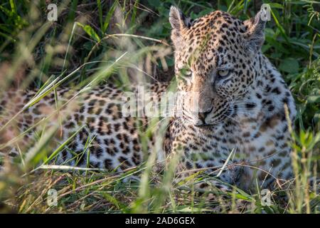 Une femelle Leopard se détendre dans l'herbe dans le Sabi Sand Game Reserve, Afrique du Sud. Banque D'Images