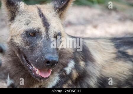 Close up d'un chien sauvage d'Afrique. Banque D'Images