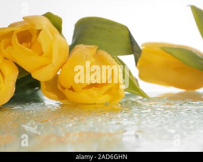 un bouquet de tulipes jaunes repose sur le verre, gouttes d'eau goutte à goutte, pulvérisation. Belle carte postale pour la journée des femmes, design prêt à l'emploi. Tulipes jaunes Banque D'Images