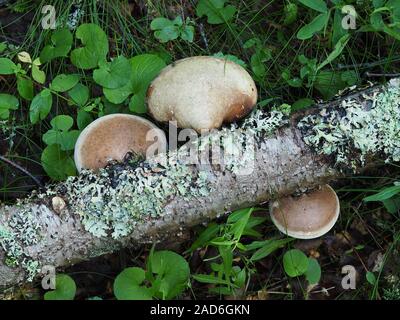 Fomitopsis betulina, polypore du bouleau, bouleau ou support razor strop Banque D'Images