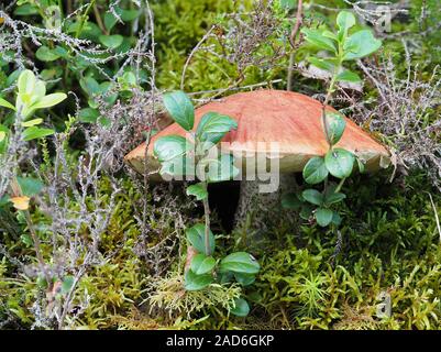 Bouleau Orange bolet, le Leccinum versipelle Banque D'Images