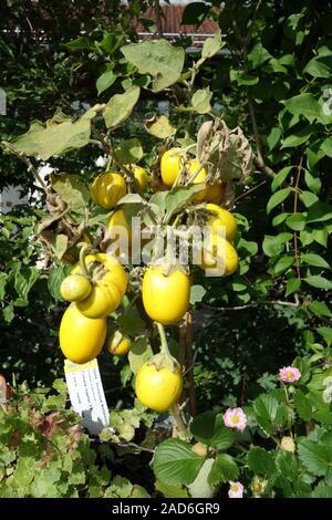 Solanum melongena des oeufs d'or, jaune, aubergine aubergine blanc Banque D'Images