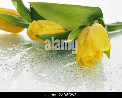 un bouquet de tulipes jaunes repose sur le verre, gouttes d'eau goutte à goutte, pulvérisation. Belle carte postale pour la journée des femmes, design prêt à l'emploi. Tulipes jaunes Banque D'Images