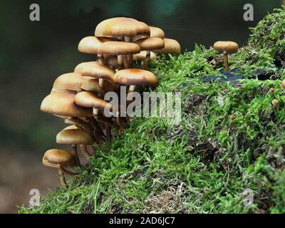 Woodtuft Kuehneromyces mutabilis, gaine, Banque D'Images