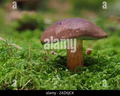 Bolet boletus badius, Bay, Banque D'Images