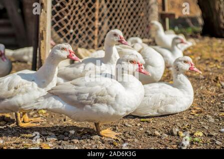 Un troupeau de canards domestiques . Paysage rural. Les canards blancs marcher sur le sol. Des oiseaux domestiques. Famille de canards accueil avec orange bec et les pattes orange. Banque D'Images