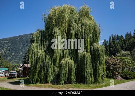 Saule pleureur, New Denver, Slocan Valley, West Kootenay, Colombie-Britannique, Canada Banque D'Images