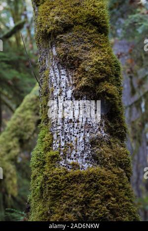 Un arbre couvert de mousse avec trous d'acorn dans une forêt de l'Oregon, USA. Banque D'Images