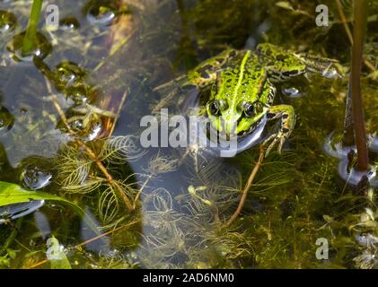 Frog Pond (Pelophylax esculentus) Banque D'Images