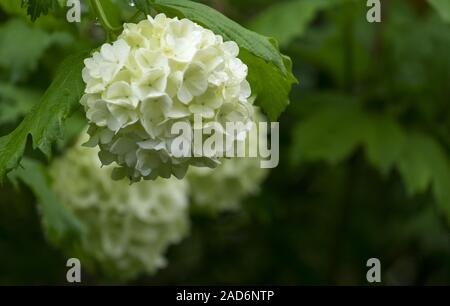 Boule de commune (Viburnum opulus) Banque D'Images