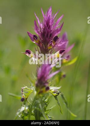 Domaine du blé, Melampyrum arvense Banque D'Images