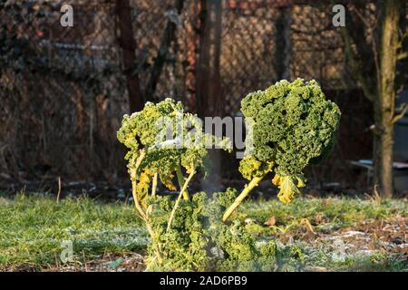 Couvert de feuilles de chou frisé matin givre en hiver jardin polonais en légume vert eco farm. Banque D'Images