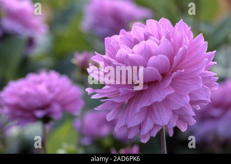 Dahlia décoratif, Karma Lagoon variété Banque D'Images