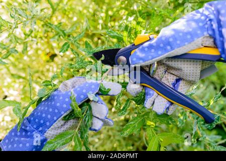 Direction générale de l'arbuste de taille avec un jardin secateur dans le jardin d'été Banque D'Images