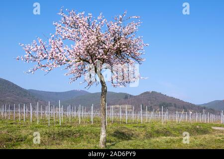 Moulay (Prunus dulcis) en face d'Haardtrand Banque D'Images