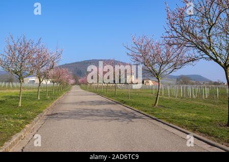 Les amandiers en fleurs (Prunus dulcis) Banque D'Images