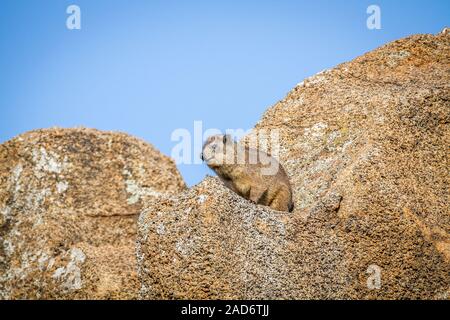 Rock dassie assis sur un rocher. Banque D'Images