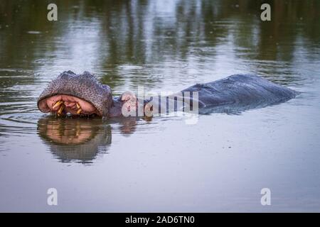 Hippo debout dans l'eau de bâiller. Banque D'Images