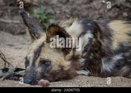 Close up d'un chien sauvage d'Afrique. Banque D'Images