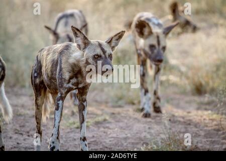 Les chiens sauvages africains à marcher en direction de la caméra. Banque D'Images