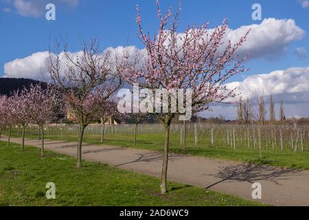 Les amandiers en fleurs (Prunus dulcis) Banque D'Images