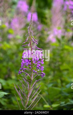 D'épilobe à feuilles étroites (Epilobium angustifolium) Banque D'Images