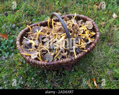 Blanches yellow foot, champignons d'hiver, ou Chanterelle en entonnoir. Banque D'Images