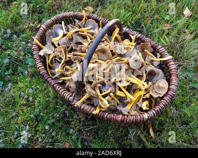 Blanches yellow foot, champignons d'hiver, ou Chanterelle en entonnoir. Banque D'Images