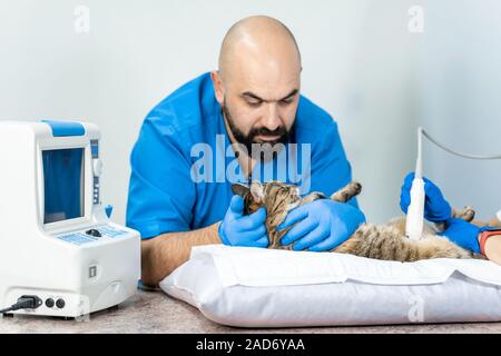 Les vétérinaires mener à une échographie d'un chat domestique. Banque D'Images