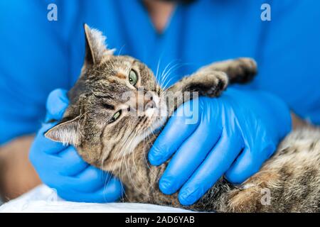 Les vétérinaires mener à une échographie d'un chat domestique. Banque D'Images