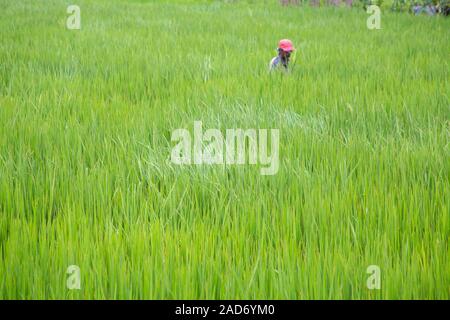 L'homme dans les rizières, au Sri Lanka. Banque D'Images