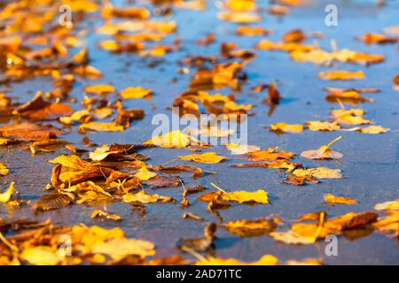 De nombreuses feuilles d'automne jaune sur la surface de l'eau flaque Banque D'Images