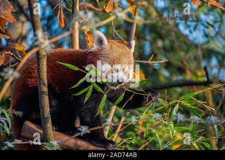 Panda rouge jeune bambou manger dans un arbre Banque D'Images