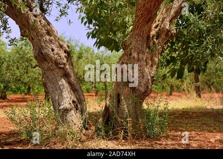 Tronc d'arbre noueux d'un vieil olivier sauvage avec branches et branches sur terre rouge, au milieu d'une plantation sur la Sicile en été Banque D'Images
