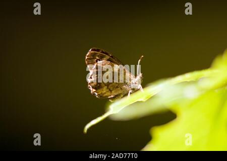 Le bois moucheté de papillon (Pararge aegeria) est placé sur la feuille Banque D'Images