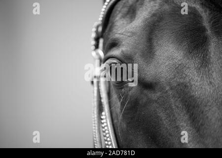 Horse eye close up noir et blanc, frontal Banque D'Images