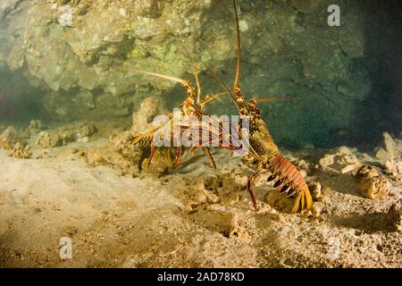 Ces deux touffes, langouste Panulirus penicillatus, semblent être des combats dans l'arrière d'une grotte près de la côte de Lanai, Hawaii. Banque D'Images