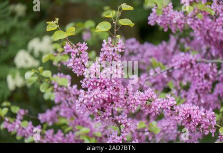 Arbre de Judée (commune floraison Cercis siliquastrum) Banque D'Images