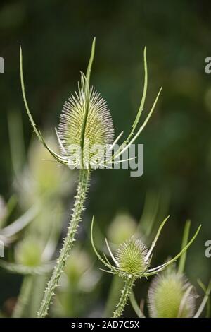 Wilde Karde (Dipsacus fullonum L., syn. : Dipsacus sylvestris Huds.) Banque D'Images