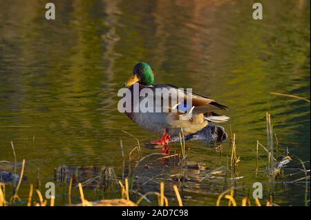 Une image d'un homme adulte Canard colvert (Anas platyrhynchos), perché sur un journal en contrebas dans l'étang de castors à la promenade de près de Hinton, Alberta, Canada. Banque D'Images