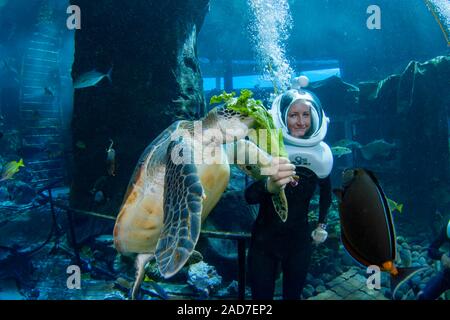 Un plongeur (MR) alimente une tortue verte, Chelonia mydas, espèce en voie de disparition, au Sea Life Park's Underwater Sea Trek Aventure dans leur grand réservoir, Oahu Banque D'Images