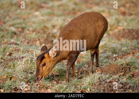 (Muntiacus reevesi MUNTJAC DEER). Trouver des glands de chêne tombée (Quercus robur), sur un matin d'hiver glacial. Le Norfolk. Banque D'Images